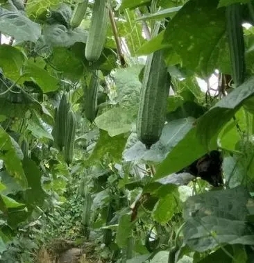 丰顺县花点丝瓜苗 肉丝瓜苗 八角瓜苗 菱角瓜苗 育苗基地直供