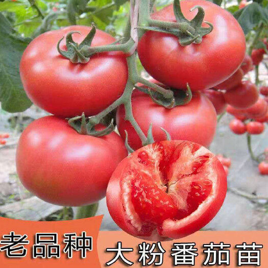 丰顺县沙瓤西红柿苗老品种高产抗病毒