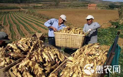 生姜叶面肥膨大饱满增产抗病提品质果型靓大姜膨大素增产用叶面肥