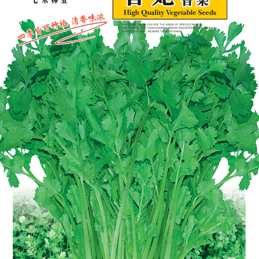 眉山七禾大叶耐抽苔香菜种子香妃香菜 四季种植 香味浓
