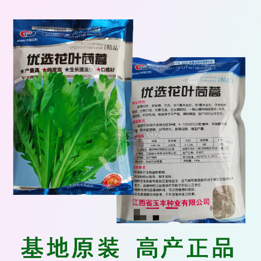 武汉花叶茼蒿种子皇帝菜种子茼蒿种子阳台庭院四季菜种子基地种植