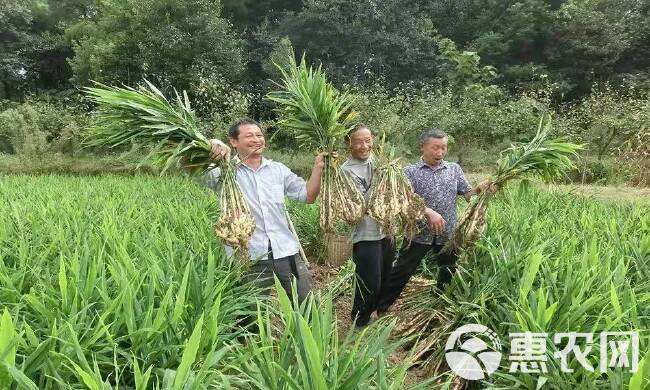 生姜叶面肥膨大饱满增产抗病提品质果型靓大姜膨大素增产用叶面肥