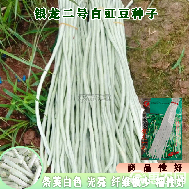 银龙一号白豆角种子白长豆角春夏秋播白玉长豇豆易种蔬菜孑