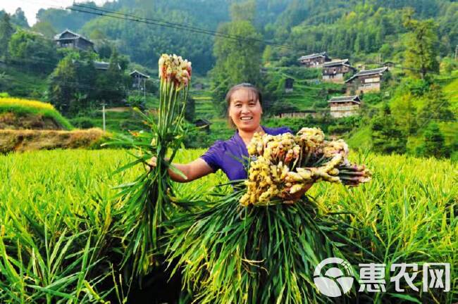 生姜叶面肥膨大饱满增产抗病提品质果型靓大姜膨大素增产用叶面肥