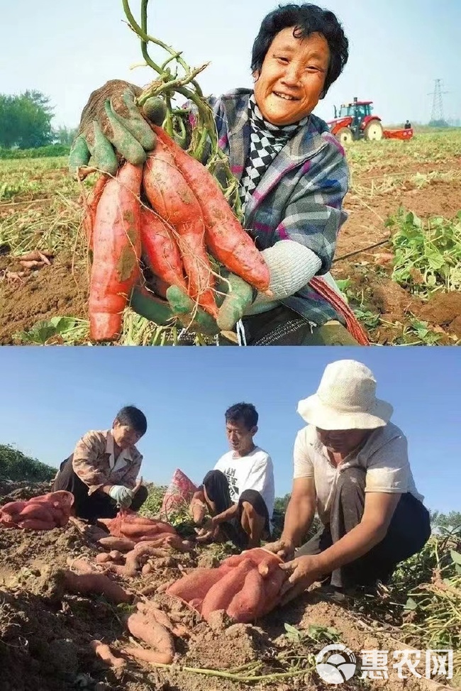 红薯控旺专用红薯高产三宝膨大营养素防徒长结薯多出粉多增产红薯