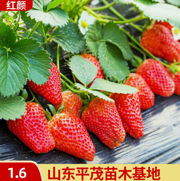 草莓苗 红颜 日本淡雪品种纯正保湿发货
