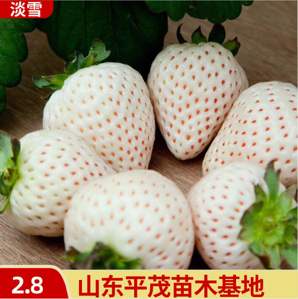 草莓苗 红颜 日本淡雪品种纯正保湿发货