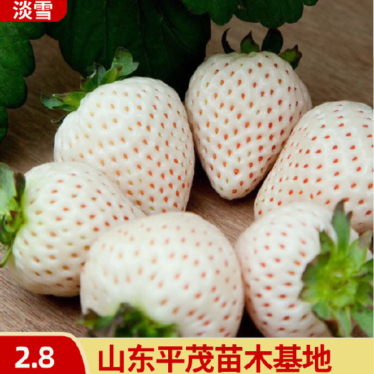 平邑县草莓苗 红颜 日本淡雪品种纯正保湿发货