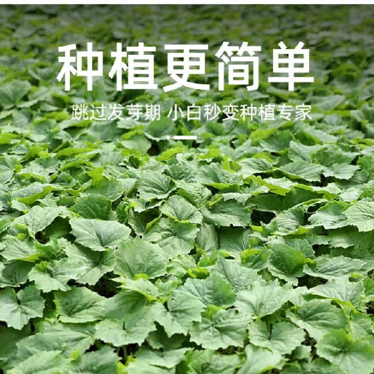 丰顺县精品丝瓜苗 菱角瓜苗 产量高 育苗基地直供