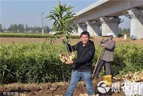 生姜叶面肥膨大饱满增产抗病提品质果型靓大姜膨大素增产用叶面肥