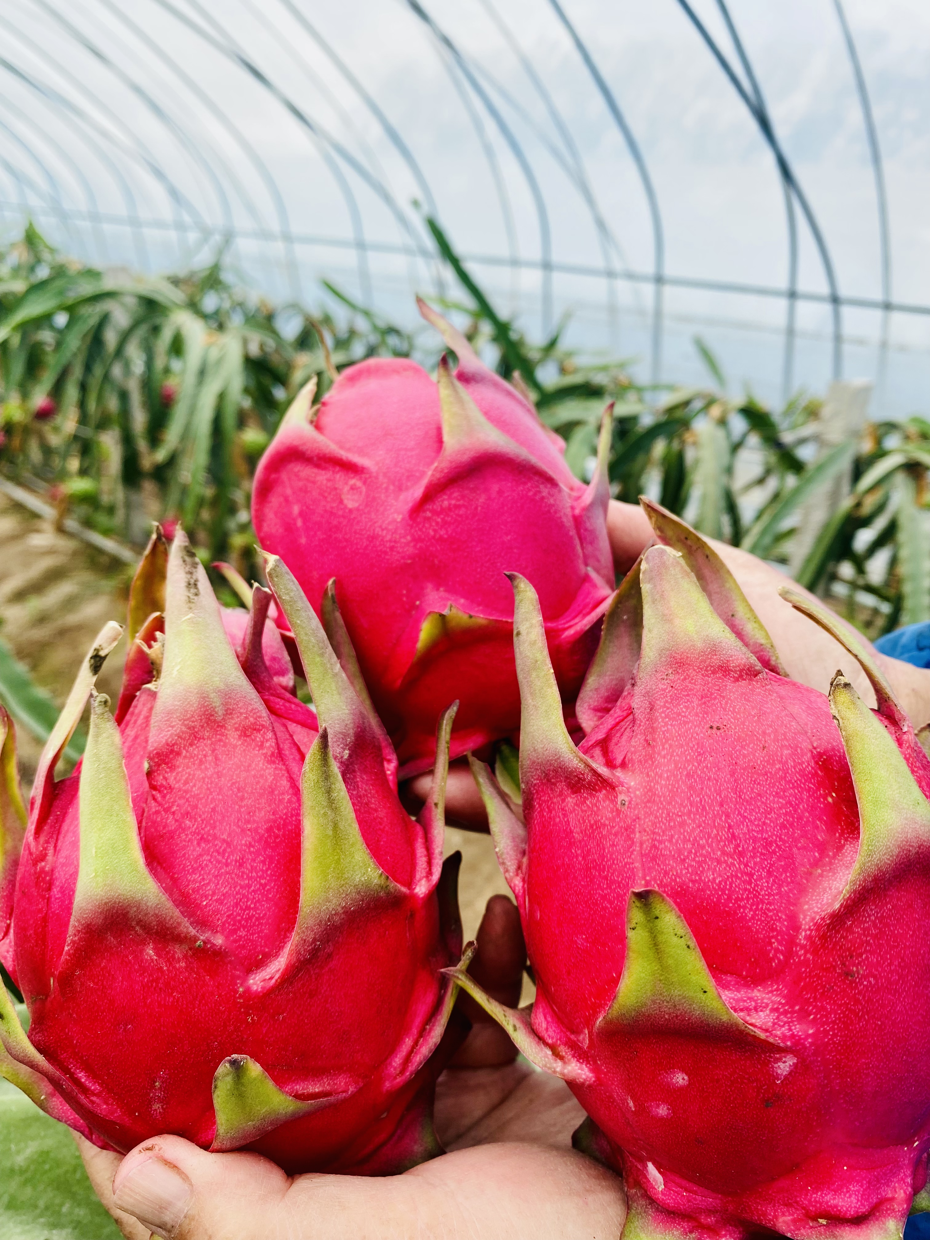 红心火龙果两年大苗