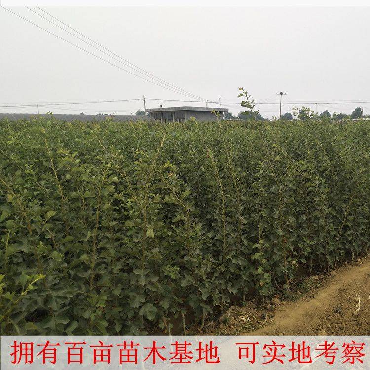山楂树苗 甜红子山楂苗 现挖现发 合同发货