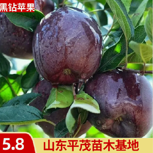 平邑县嫁接黑钻苹果苗 黑钻石苹果树苗 拒绝假苗 带合同发货