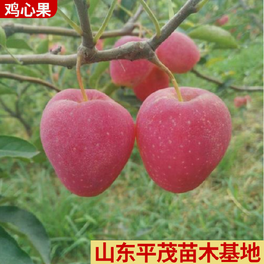 平邑县鸡心果树苗精品嫁接鸡心果海棠果树苗带合同发货死苗补发