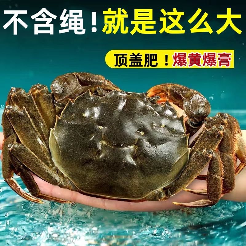 苏州大闸蟹  鲜活特大螃蟹 10只礼盒 现货水产河蟹阳澄湖镇镇