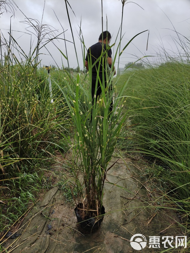 1米斑叶芒批发价格 山东斑叶芒基地 斑叶芒报价