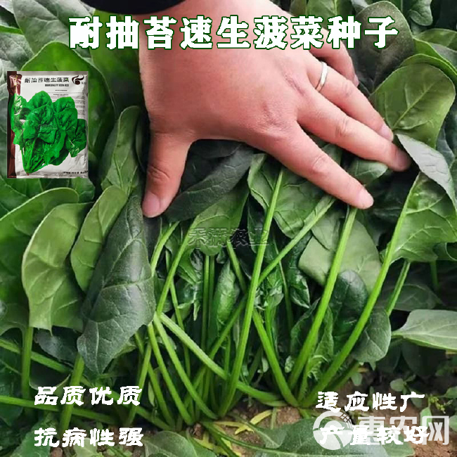 玉抗一斤大叶菠菜种子圆叶菠菜四季播耐寒耐热高产速生包邮