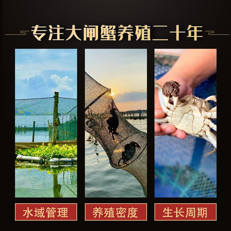 苏州大闸蟹  鲜活特大螃蟹 10只礼盒 现货水产河蟹阳澄湖镇镇