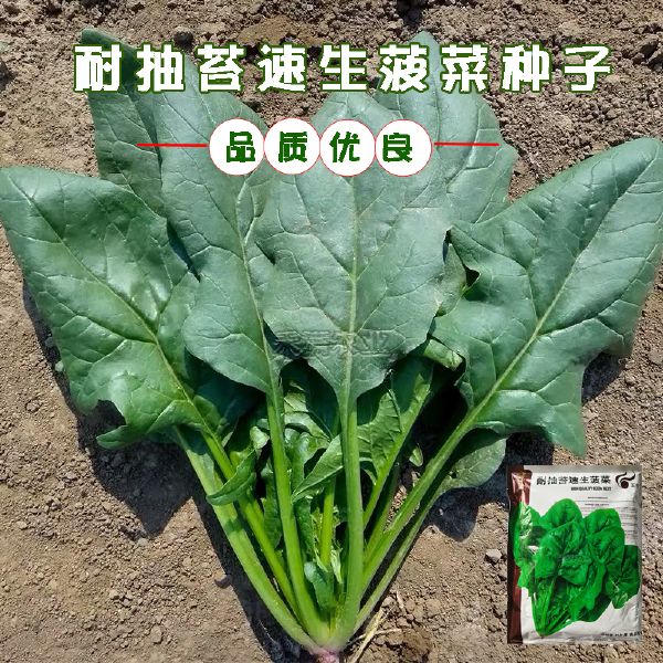 玉抗一斤大叶菠菜种子圆叶菠菜四季播耐寒耐热高产速生包邮