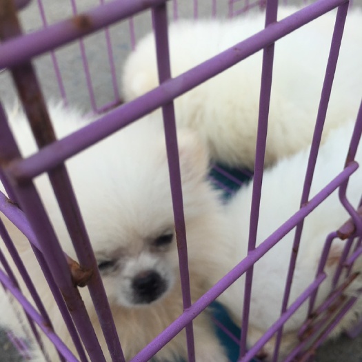宿州博美犬