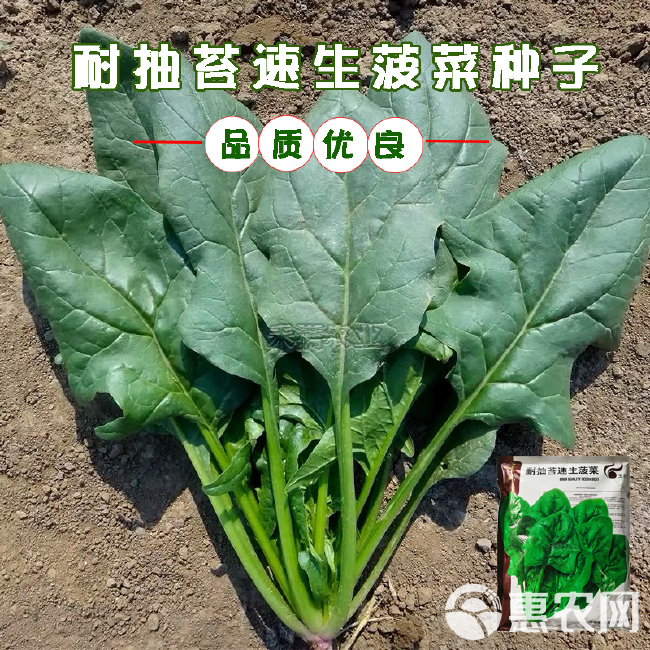 玉抗一斤大叶菠菜种子圆叶菠菜四季播耐寒耐热高产速生包邮