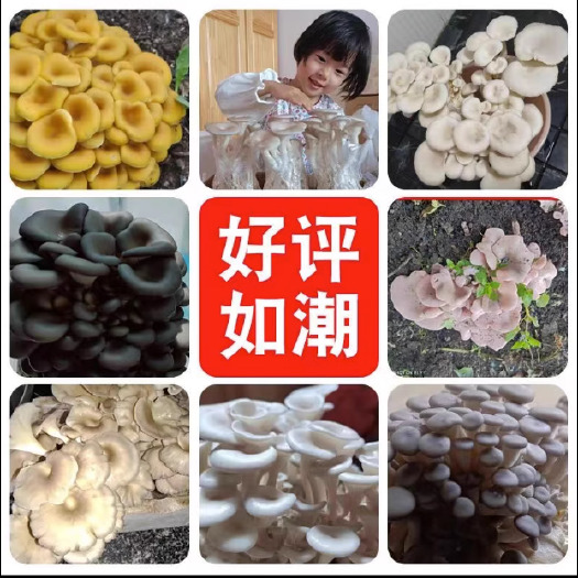临沂蘑菇菌包菌菇种植包平菇香菇灵芝磨菇种金针菇自种菌种家庭家种