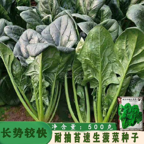 玉抗一斤大叶菠菜种子圆叶菠菜四季播耐寒耐热高产速生包邮