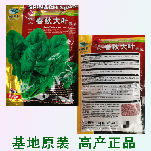 武汉一斤春秋大叶菠菜种子圆叶菠菜四季播耐寒耐热高产速生包邮