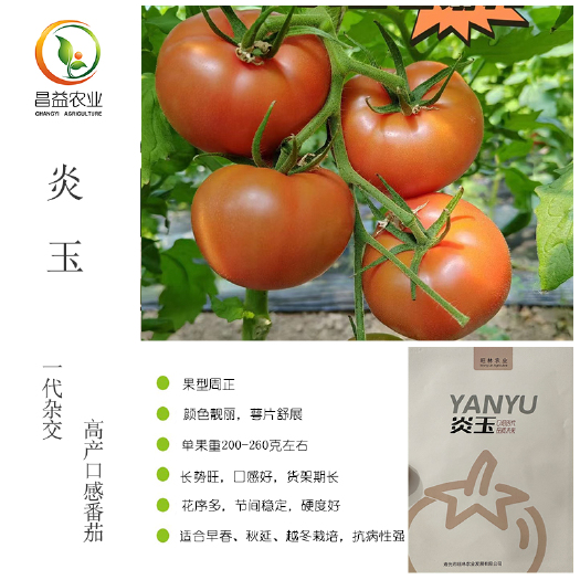 寿光市炎玉水果番茄种籽 日本坂田沙瓤口感好耐裂抗病草莓番茄种子