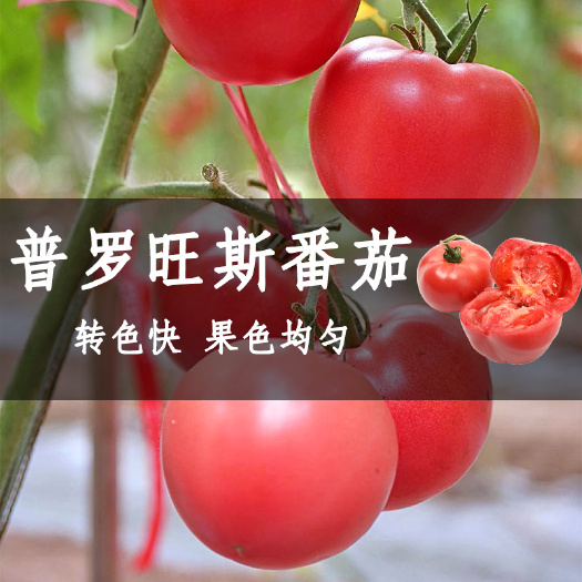 丰顺县普罗旺斯番茄苗，硬度好，耐裂果