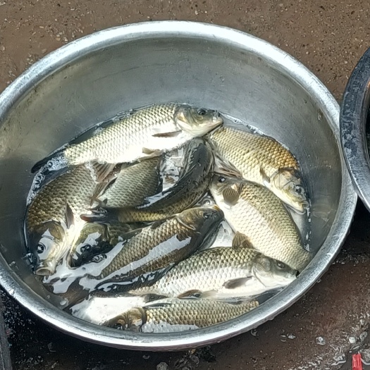 芙蓉鲤鲫