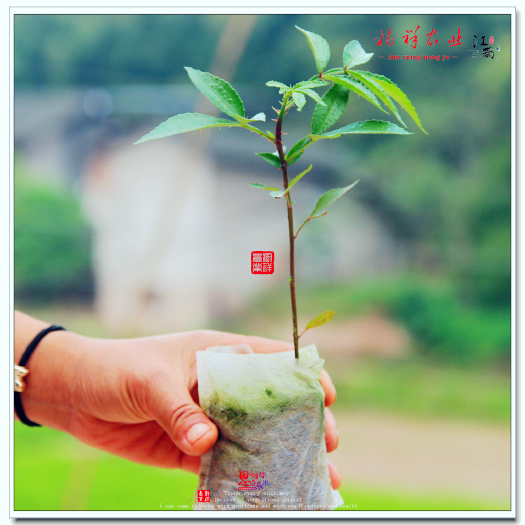 重庆市花椒苗，九叶青花椒苗基地，九叶青花椒苗批发，九叶青花椒苗出售