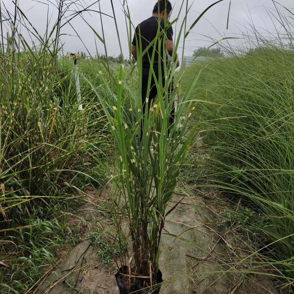 1米斑叶芒批发价格 山东斑叶芒基地 斑叶芒报价