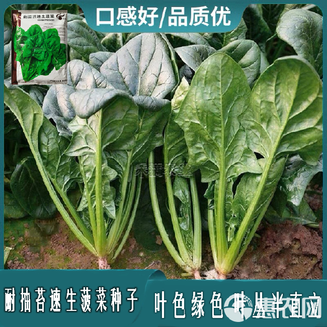 玉抗一斤大叶菠菜种子圆叶菠菜四季播耐寒耐热高产速生包邮