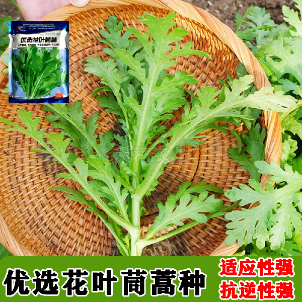 小叶茼蒿种子大全花叶茼蒿种籽菜籽四季皇帝菜种苗青菜蔬菜种孑