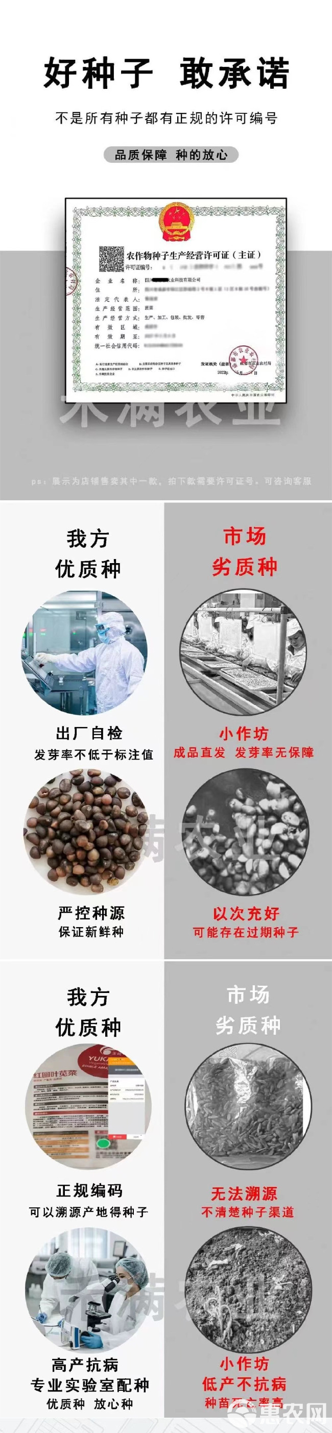 小叶茼蒿种子大全花叶茼蒿种籽菜籽四季皇帝菜种苗青菜蔬菜种孑