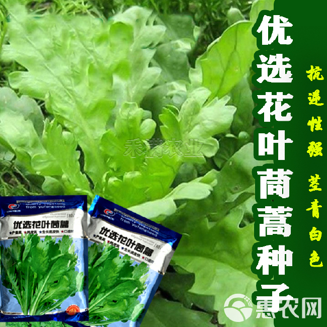 小叶茼蒿种子大全花叶茼蒿种籽菜籽四季皇帝菜种苗青菜蔬菜种孑