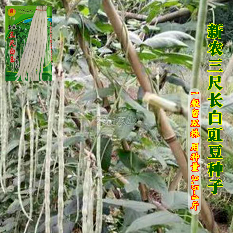 三尺白玉白豆角种子早熟爬藤白玉豇豆种籽春秋二季播农家蔬菜种孑