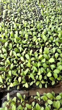 砀山县儿菜苗正在大量订购中，穴盘苗，地苗，大量供应，全国发货