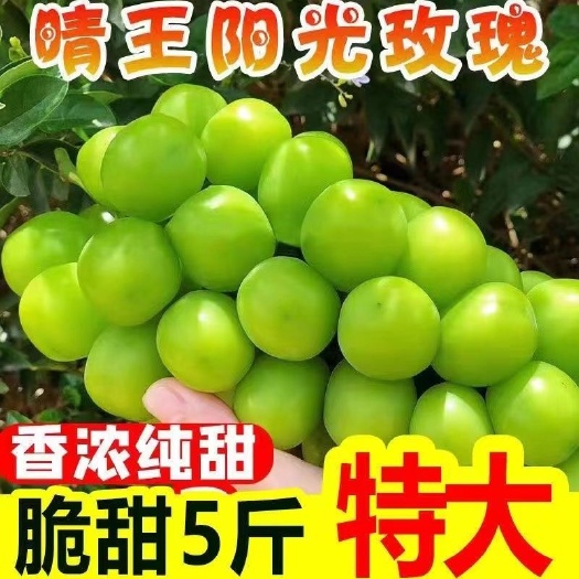 永济市山西运城阳光玫瑰3.5元1斤，代办2毛，包住，收货场地7亩