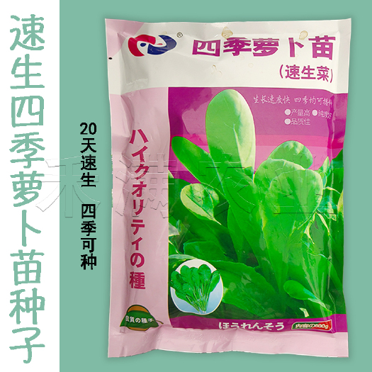 武汉萝卜苗种子四季速生专吃萝卜菜小青菜阳台盆栽娃娃菜 蔬菜种子