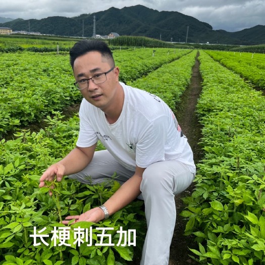 桓仁县长梗刺五加（五加参）长梗刺五加苗5加科