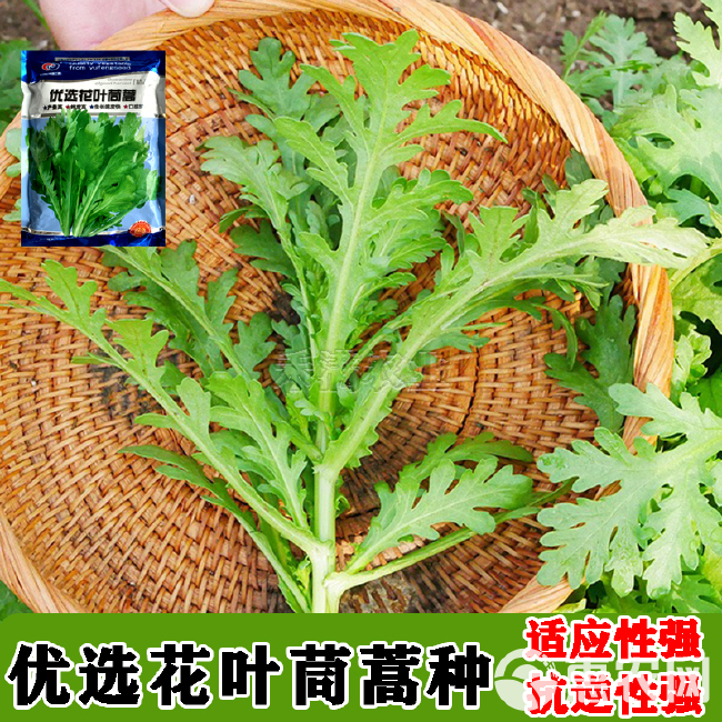 小叶茼蒿种子大全花叶茼蒿种籽菜籽四季皇帝菜种苗青菜蔬菜种孑