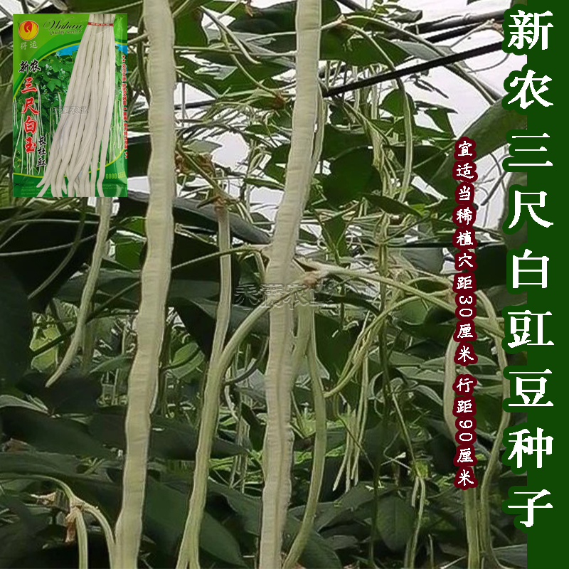 三尺白玉白豆角种子早熟爬藤白玉豇豆种籽春秋二季播农家蔬菜种孑