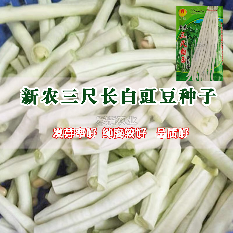 三尺白玉白豆角种子早熟爬藤白玉豇豆种籽春秋二季播农家蔬菜种孑