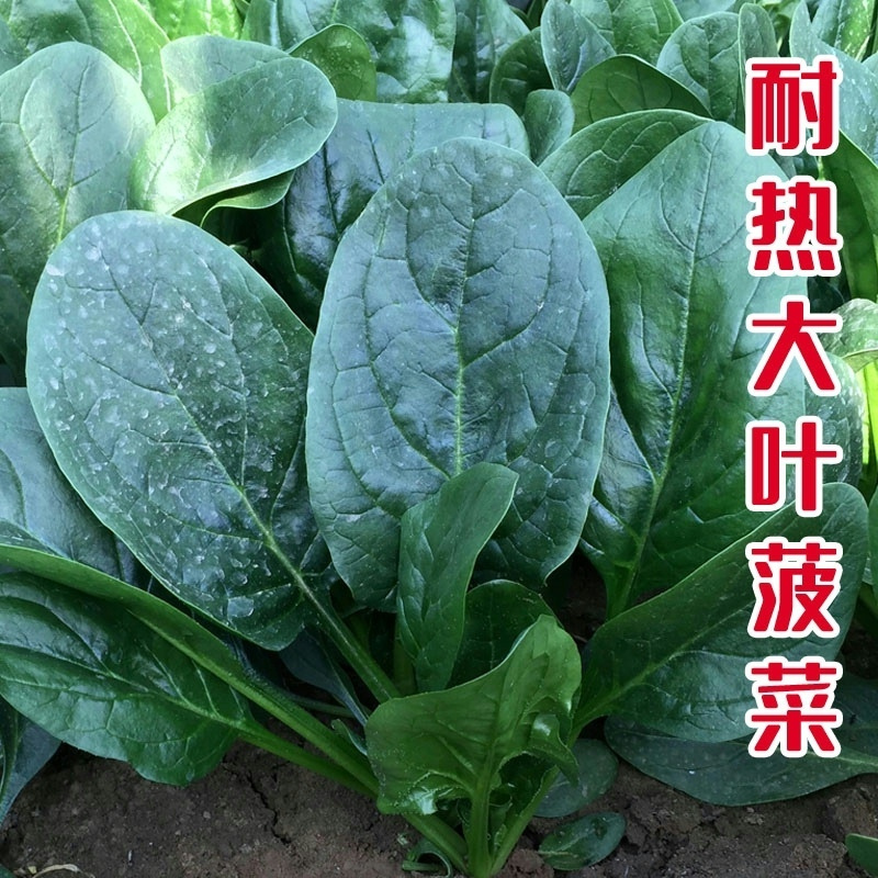 荷兰帝王菠菜种子耐寒绿宝大叶菠菜种子耐抽苔生长速度快菠菜种子