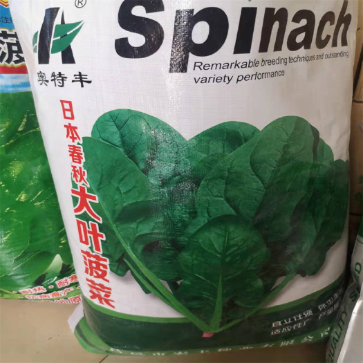 大叶菠菜种子黑冠菠菜种子耐寒高产越冬秋季耐抽苔荷兰帝王种子