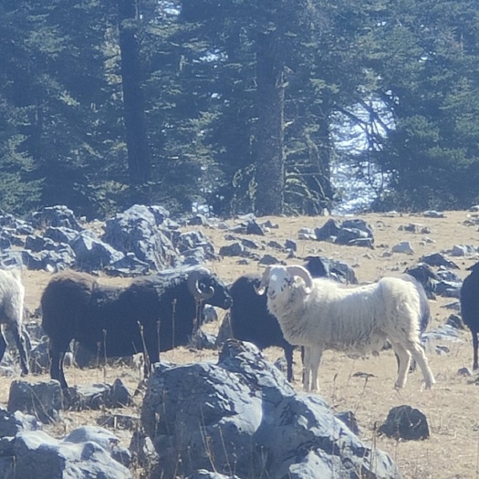 盐源县乌骨羊 高山散养