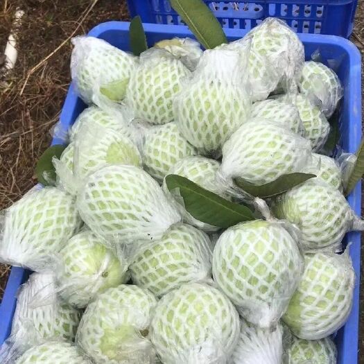 漳浦县支持美团多多买菜社区平台软心白心芭乐番石榴新鲜芭乐