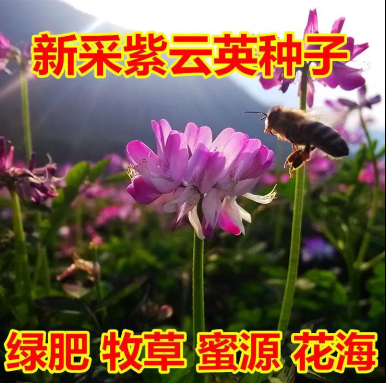 沭阳县紫云英种子红花草籽种绿肥种子养蜂蜜源高产牧草种子果园绿肥种子